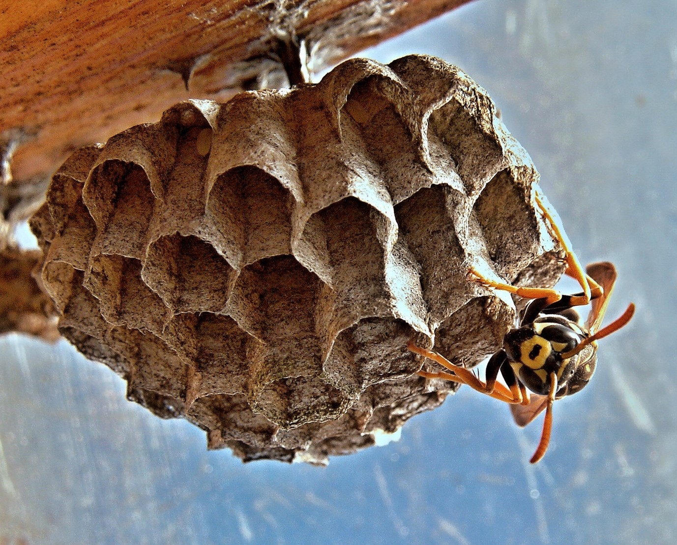 Removing Wasp Nests in North York